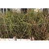 Salix Curly Locks