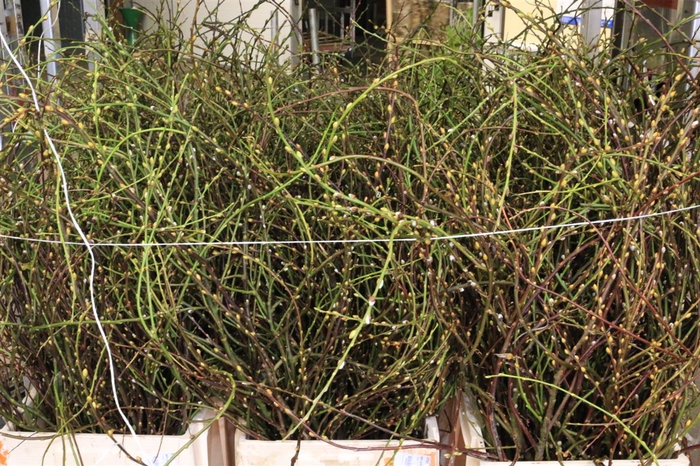 <h4>Salix Curly Locks</h4>