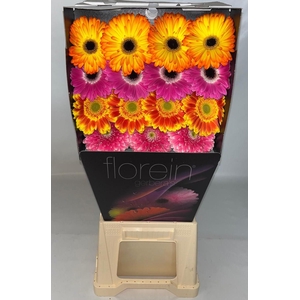 Gerbera Mix Orange Diamond