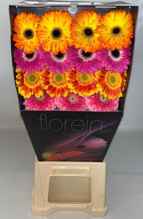 <h4>Gerbera Mix Orange Diamond</h4>