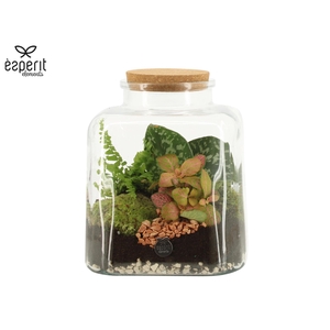 90886: Terrarium arrangement