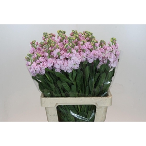 Matthiola Iron Cherry Blossom