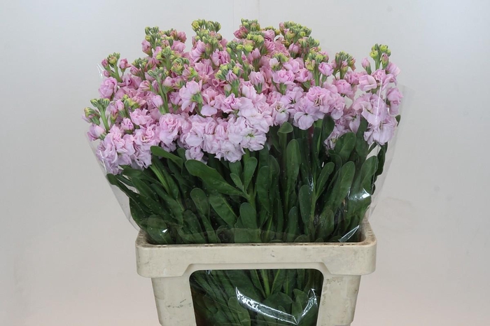 <h4>Matthiola Iron Cherry Blossom</h4>