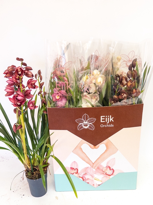 <h4>CYMB GEMENGD</h4>