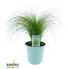 Stipa tenuissima ColorGrass Pony Tails