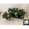 GARDENIA JASMINOIDES