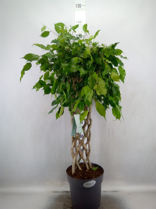 <h4>Ficus benja.   ...special shapes</h4>