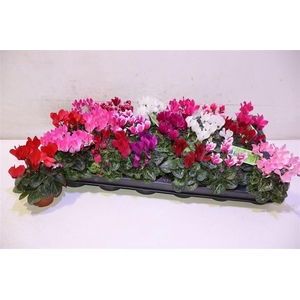 arr8 Cycl Kl Sup Micro