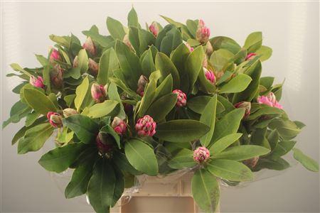 <h4>Rhod Ov Pink</h4>