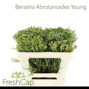 BERZ ABROTANOIDES