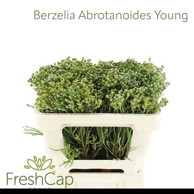 <h4>BERZ ABROTANOIDES</h4>