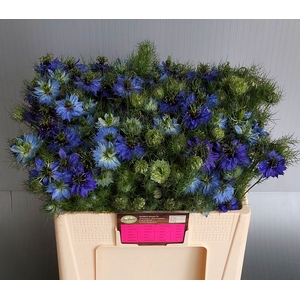 Nigella Artist Blue Teunis Aleman