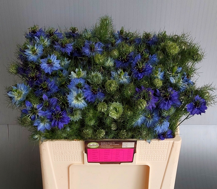<h4>NIGE D ARTIST BLUE</h4>