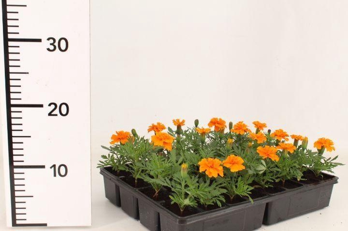 <h4>TAG OV MIXK</h4>