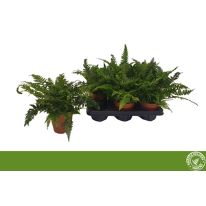 POLYSTICHUM TSUSSIME