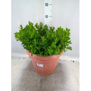 Mentha spicata