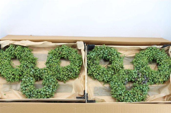 <h4>Wr Sierfruit Juniperus Green 20cm</h4>