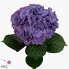 Hydrangea glowing alps purple
