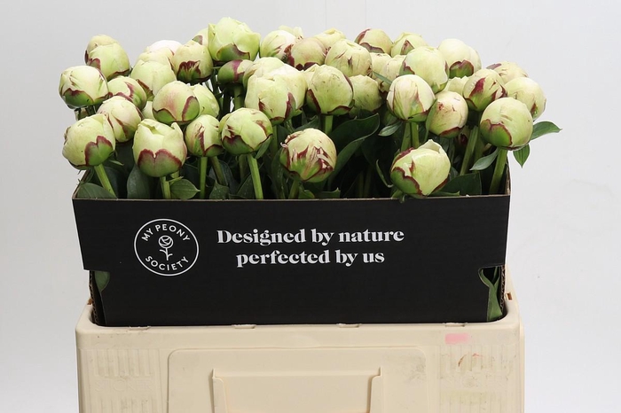 <h4>Paeonia Odile</h4>