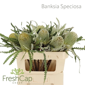 Banksia Speciosa