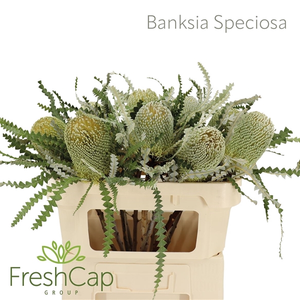 <h4>Banksia Speciosa</h4>