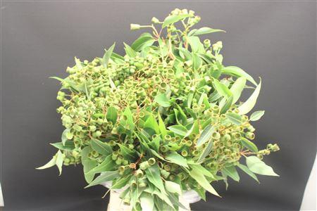 Euca Corimbia