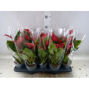 Anthurium  'Banderola Lava'