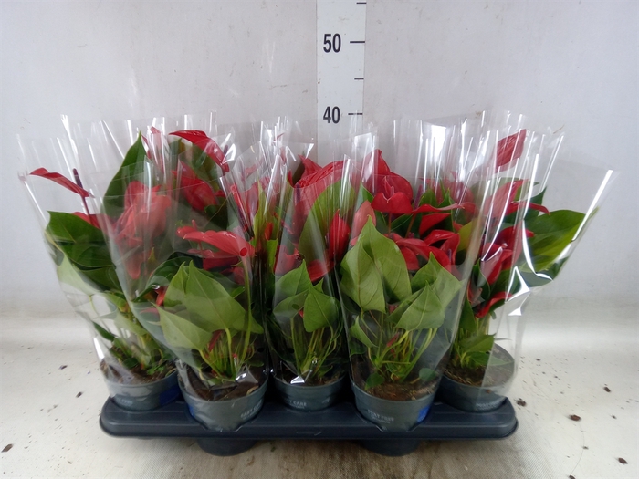 <h4>Anthurium  'Banderola Lava'</h4>
