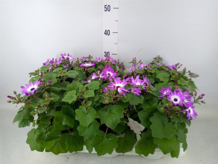 <h4>Pericallis cr. 'Senetti Magenta Bi'</h4>