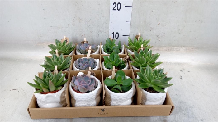 <h4>Succulents   ...mix 3</h4>