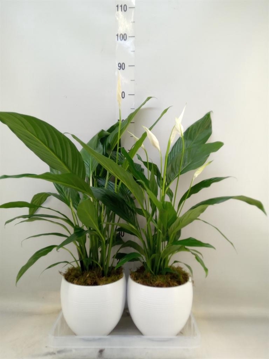 <h4>Spathiphyllum  'Bingo Cupido'</h4>