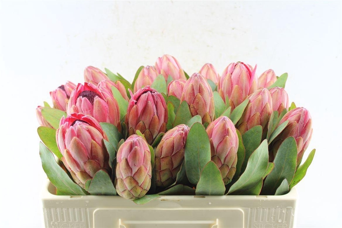 <h4>Protea Sylvia</h4>