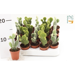 OPUNTIA MICRODASYS