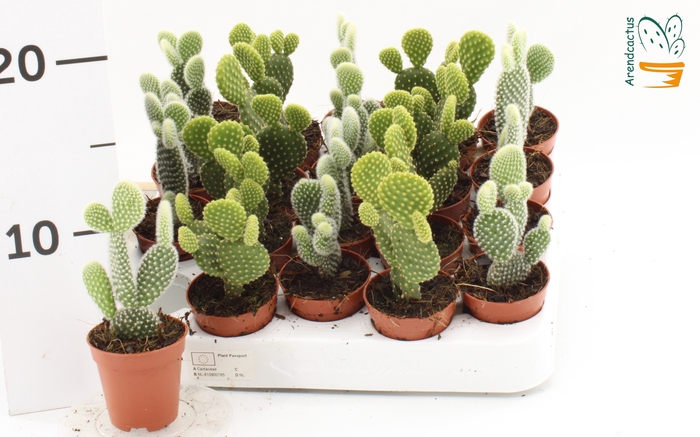 <h4>OPUNTIA MICRODASYS</h4>
