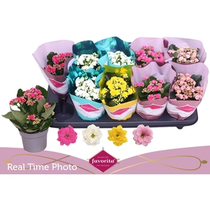 KAL GE PERF GEM 4 KL