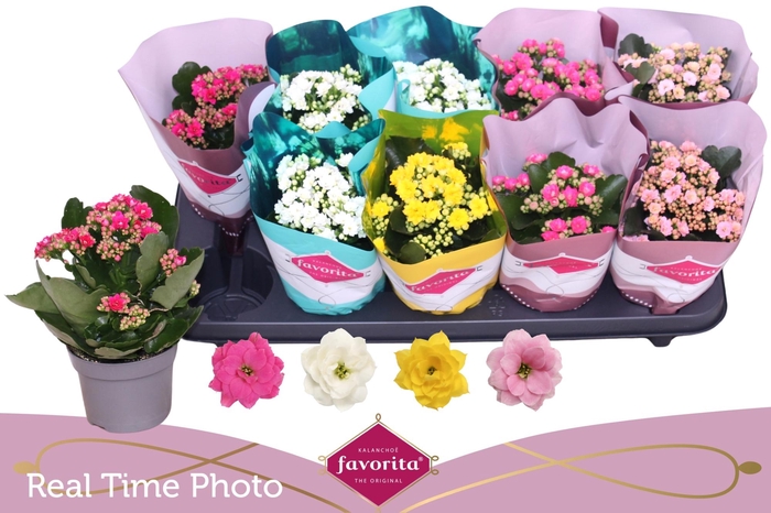 <h4>KAL GE PERF GEM 4 KL</h4>