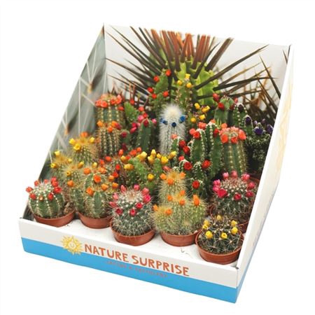 <h4>Cactus Versierd Strobloem Showdoos</h4>