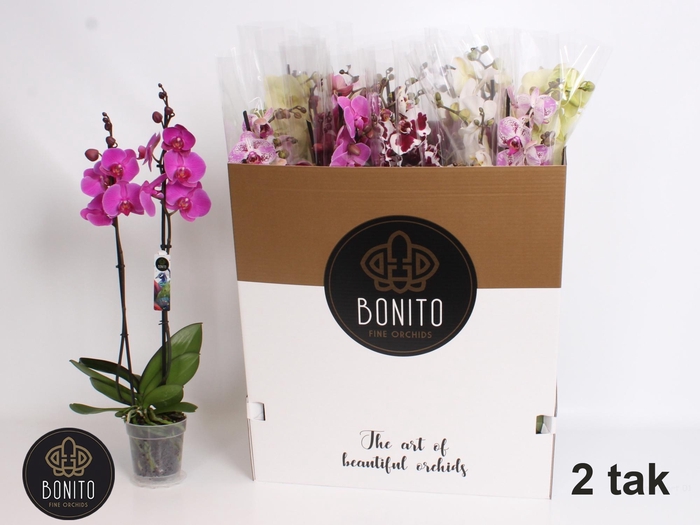 <h4>PHAL GEM 7 KL</h4>