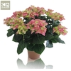 Hydrangea Macrophylla rose Hi Ocean 9-10 kop, roze, beperkt leverbaar