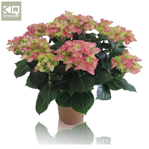 Hydrangea Macrophylla rose Hi Ocean 9-10 kop, roze, beperkt leverbaar