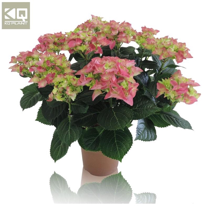 <h4>Hydrangea Macrophylla rose Hi Ocean 9-10 kop, roze, beperkt leverbaar</h4>