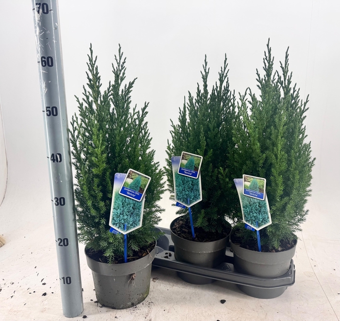 <h4>JUNI CH STRICTA</h4>