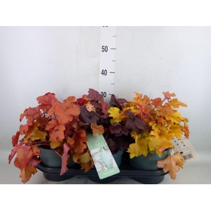 Heuchera  'Indian Summer'   ...mix
