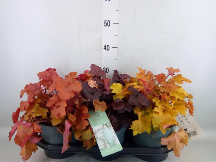 <h4>Heuchera  'Indian Summer'   ...mix</h4>