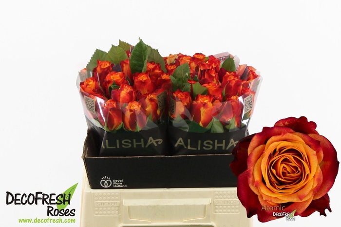 <h4>R Gr Atomic</h4>