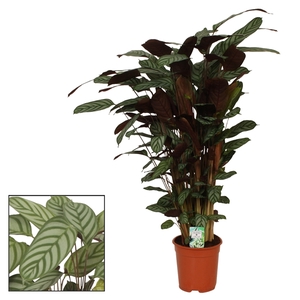 Calathea 21cm Compactstar (Ctenanhte)