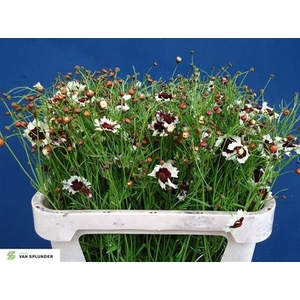 Coreopsis Sweet Dreams