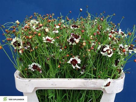 <h4>Coreopsis Sweet Dreams</h4>