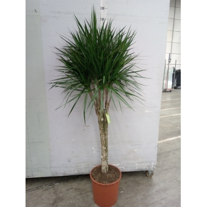 Dracaena marg.