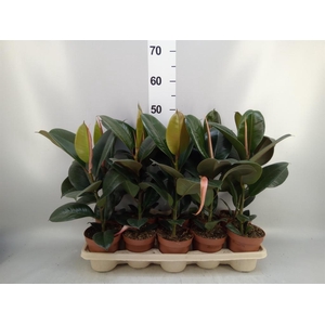 Ficus elastica 'Robusta'